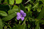 Limestone wild petunia